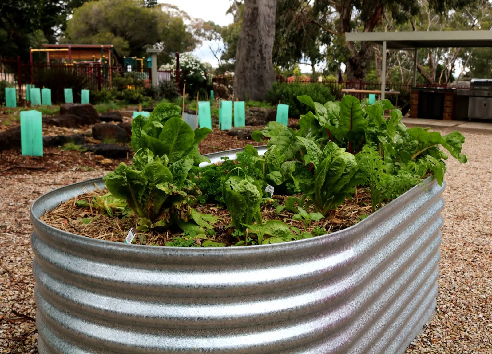 A raised wicking bed full of leafy greens, with more beds and young trees behind